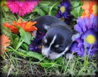Reese, a female Chihuahua for sale in Wister, OK – 1 of 3