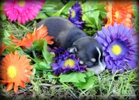 Reese, a female Chihuahua for sale in Wister, OK – 3 of 3