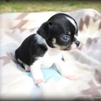 Petite Cash, a male Chihuahua for sale in Wister, OK – Photo 2 of 3