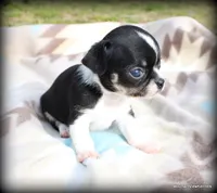 Cash, a male Chihuahua for sale in Wister, OK – Photo 2 of 3