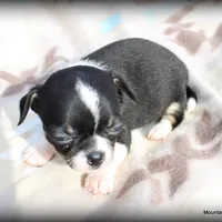 Petite Cash, a male Chihuahua for sale in Wister, OK – Photo 3 of 3