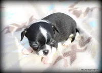 Cash, a male Chihuahua for sale in Wister, OK – Photo 3 of 3