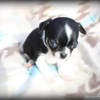 Petite Cash, a male Chihuahua for sale in Wister, OK – Photo 1 of 3