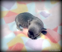 Refined Jasper Blue, a male Chihuahua for sale in Wister, OK – 2 of 3