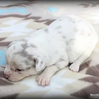 Petal Lavender merle, a female Chihuahua for sale in Wister, OK – Photo 2 of 3