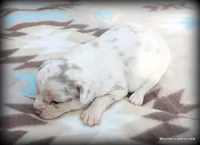 Petal Lavender merle, a female Chihuahua for sale in Wister, OK – Photo 2 of 3