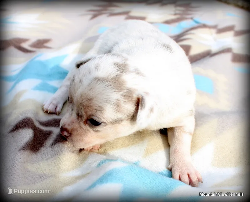 Petal Lavender merle