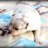 Petal Lavender merle, a female Chihuahua for sale in Wister, OK – Photo 1 of 3
