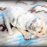 Petal Lavender merle, a female Chihuahua for sale in Wister, OK – Photo 3 of 3