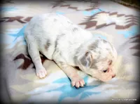 Petal Lavender merle, a female Chihuahua for sale in Wister, OK – Photo 3 of 3