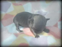 Refined Jasper Blue, a male Chihuahua for sale in Wister, OK – 1 of 3