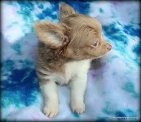 Lavender Long hair Chico, a male Chihuahua for sale in Wister, OK – 4 of 10