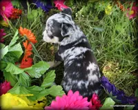Minka, a female Chihuahua for sale in Wister, OK – Photo 1 of 3