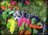 Minka, a female Chihuahua for sale in Wister, OK – Photo 3 of 3