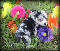 Minka, a female Chihuahua for sale in Wister, OK – Photo 2 of 3