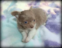 Lavender Long hair Chico, a male Chihuahua for sale in Wister, OK – 6 of 10