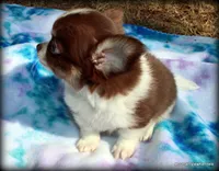 Long hair chocolate Chaz, a male Chihuahua for sale in Wister, OK – 2 of 10