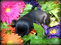Petite Rain, a female Chihuahua for sale in Wister, OK – 2 of 3