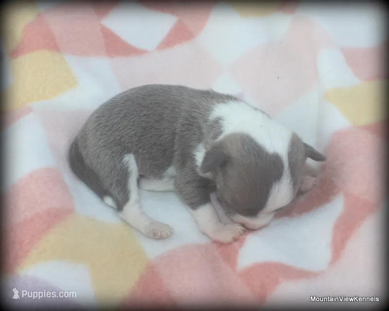 Blue Jinx – Chihuahua puppy for sale in Wister, OK