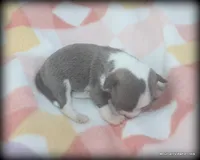 Blue Jinx, a male Chihuahua for sale in Wister, OK – 1 of 3