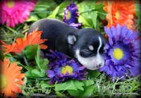 Reese, a female Chihuahua for sale in Wister, OK – 2 of 3