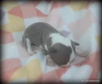 Blue Jinx, a male Chihuahua for sale in Wister, OK – 2 of 3