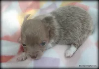 Lavender Long hair Chico, a male Chihuahua for sale in Wister, OK – 1 of 3
