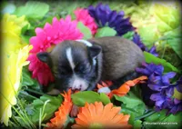 Petite long hair Reba, a female Chihuahua for sale in Wister, OK – 1 of 3