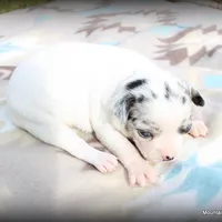Merle Peso, a male Chihuahua for sale in Wister, OK – Photo 3 of 3