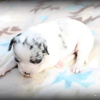 Merle Peso, a male Chihuahua for sale in Wister, OK – Photo 2 of 3
