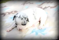 Merle Peso, a male Chihuahua for sale in Wister, OK – Photo 2 of 3