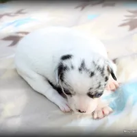 Merle Peso, a male Chihuahua for sale in Wister, OK – Photo 1 of 3