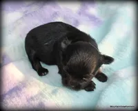 Peso, a male Chihuahua for sale in Wister, OK – 2 of 4