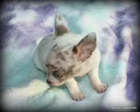 Lavender merle Carlos, a male Chihuahua for sale in Wister, OK – 2 of 6