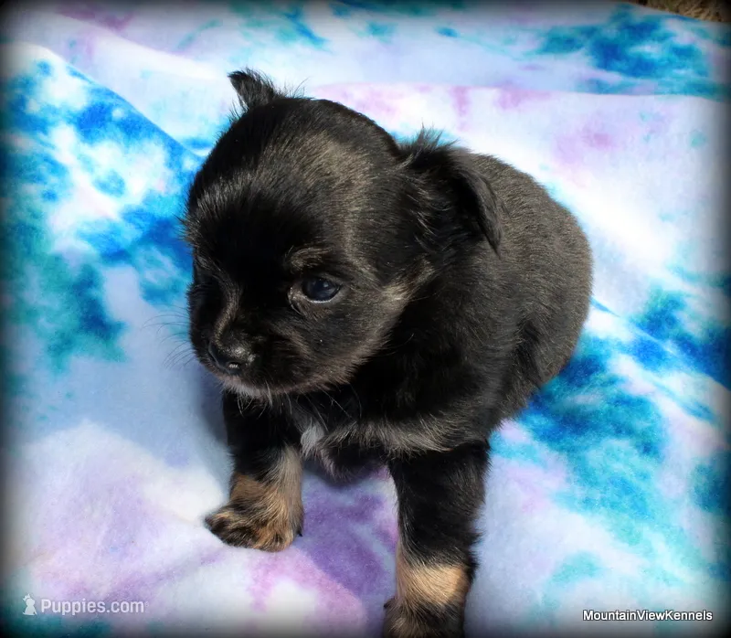 Long hair Peso – Chihuahua puppy for sale in Wister, OK
