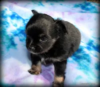 Fluffy long hair Peso, a male Chihuahua for sale in Wister, OK – 1 of 7