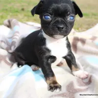 Cade, a male Chihuahua for sale in Wister, OK – Photo 2 of 3