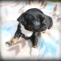 Cade, a male Chihuahua for sale in Wister, OK – Photo 3 of 3