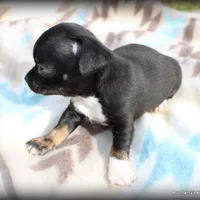 Cade, a male Chihuahua for sale in Wister, OK – Photo 1 of 3