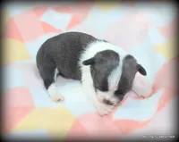 Brindle Jace, a male Chihuahua for sale in Wister, OK – 1 of 3