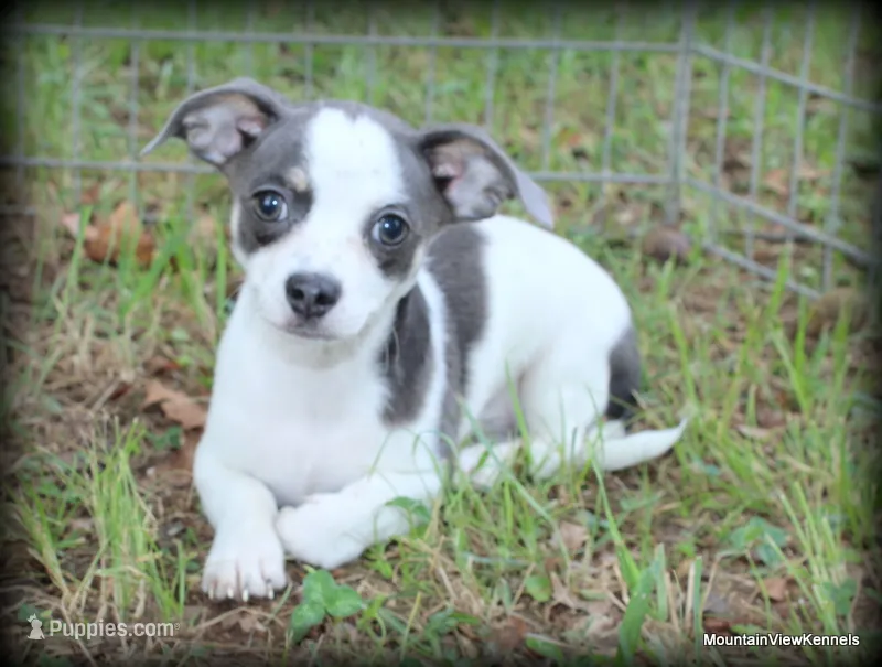 Blue Keanu – Chihuahua puppy for sale in Wister, OK