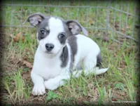 Blue Keanu, a male Chihuahua for sale in Wister, OK – 1 of 4