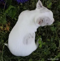 Merle Ares, a male Chihuahua for sale in Wister, OK – Photo 2 of 4