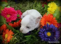Merle Ares, a male Chihuahua for sale in Wister, OK – Photo 4 of 4