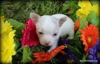 Merle Ares, a male Chihuahua for sale in Wister, OK – Photo 1 of 4