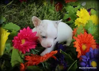 Merle Ares, a male Chihuahua for sale in Wister, OK – Photo 3 of 4