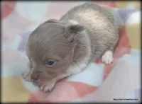 Lavender Long hair Chico, a male Chihuahua for sale in Wister, OK – 3 of 3