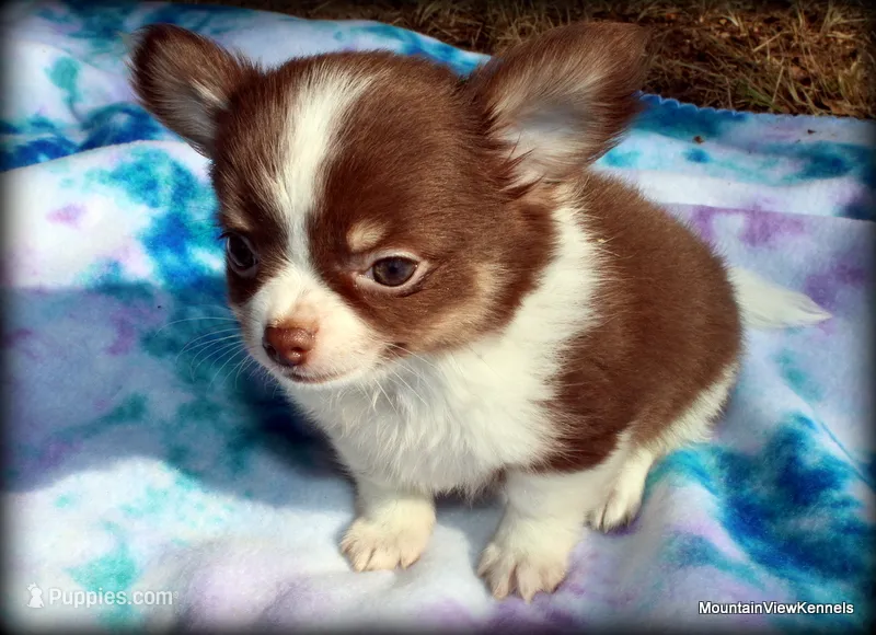 Long hair chocolate Chaz – Chihuahua puppy for sale in Wister, OK