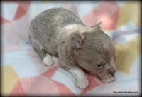 Lavender Long hair Chico, a male Chihuahua for sale in Wister, OK – 2 of 3