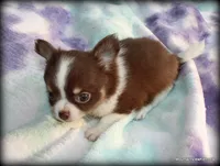 Long hair chocolate Chaz, a male Chihuahua for sale in Wister, OK – 7 of 10